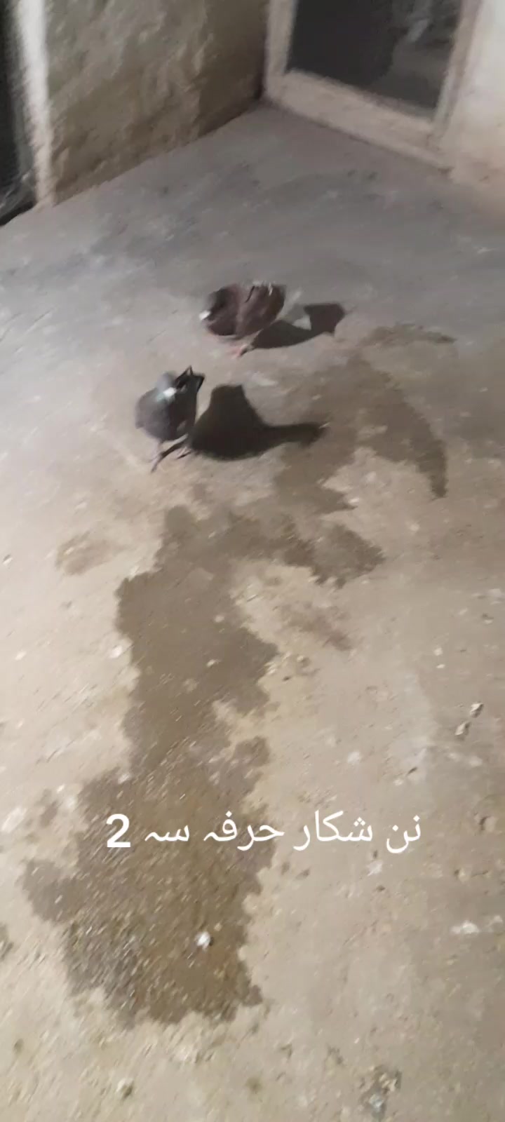 @chamanjanshoukmallroade