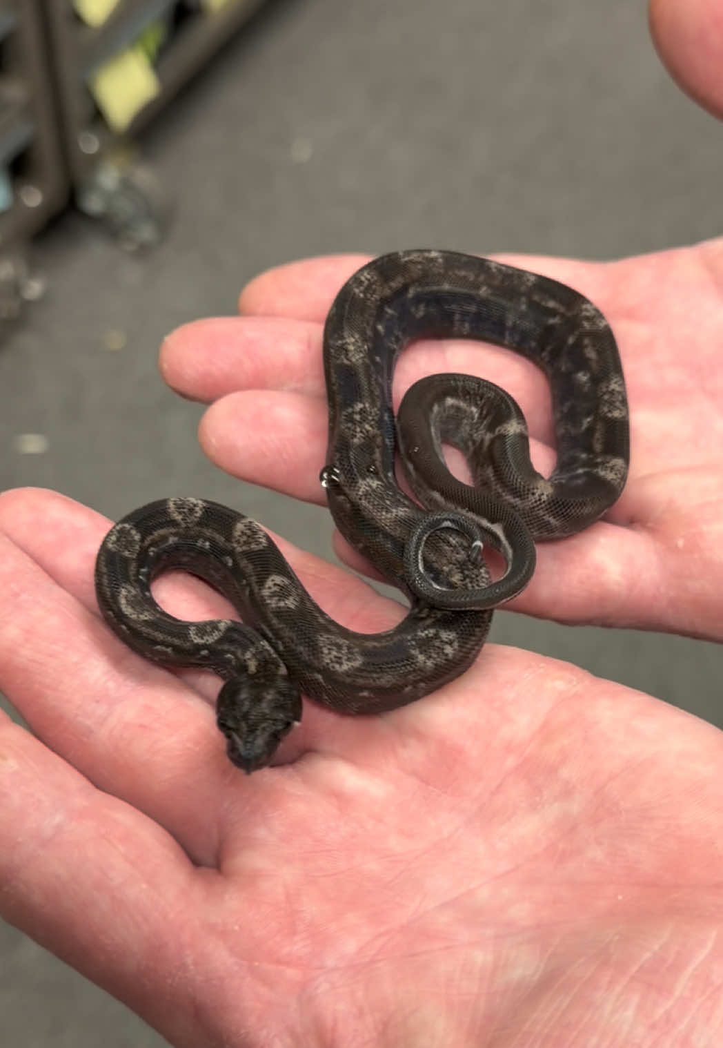 @Snake Country