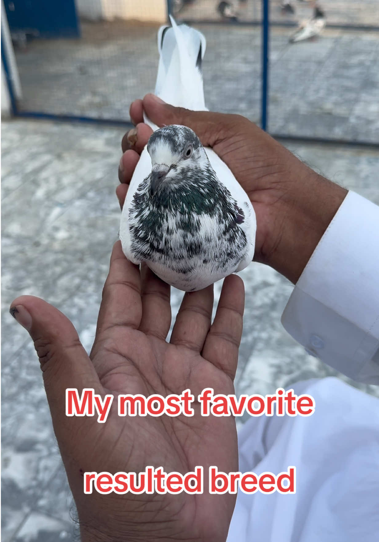 @Aero Pigeons Club