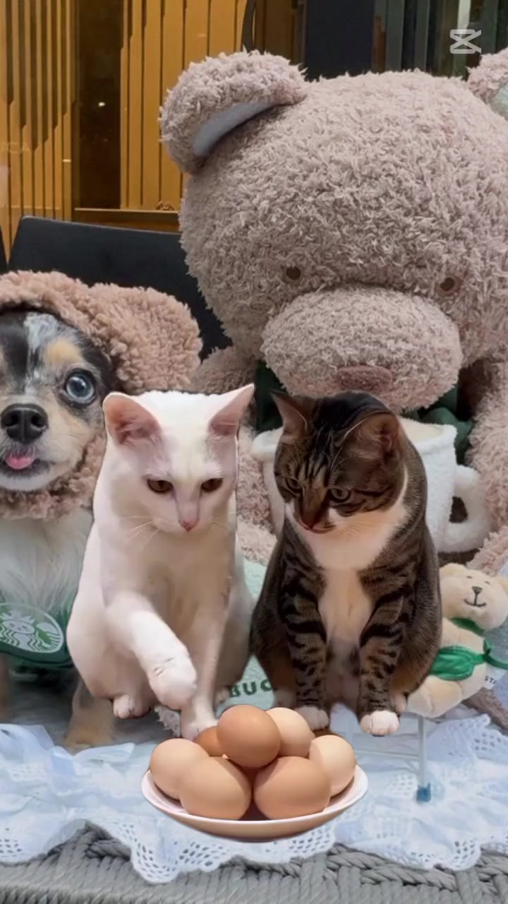 @🐈🐈🐈🐈🐈🐈🐈🐈🐈🐈
