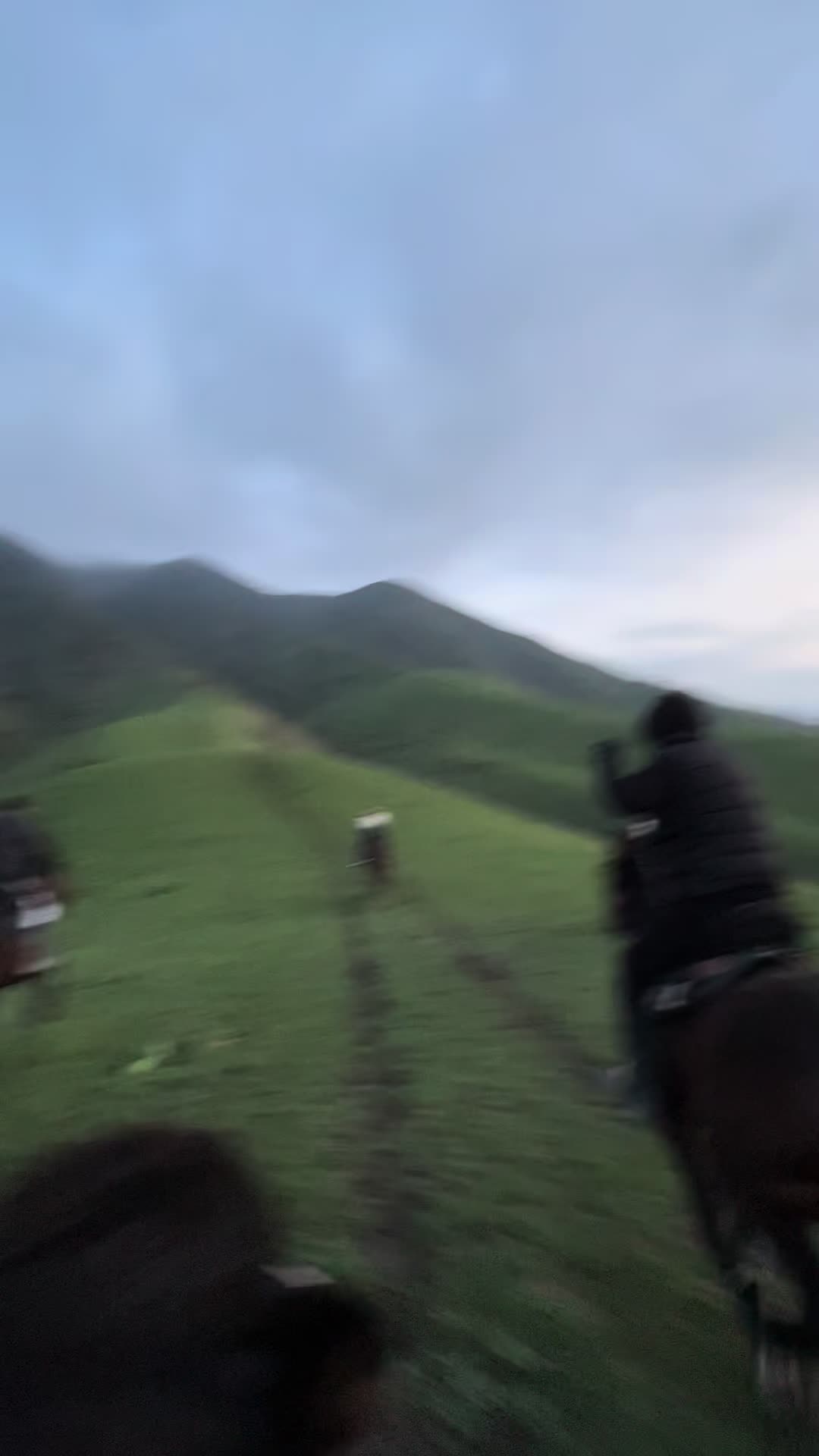 @Horses TikTok