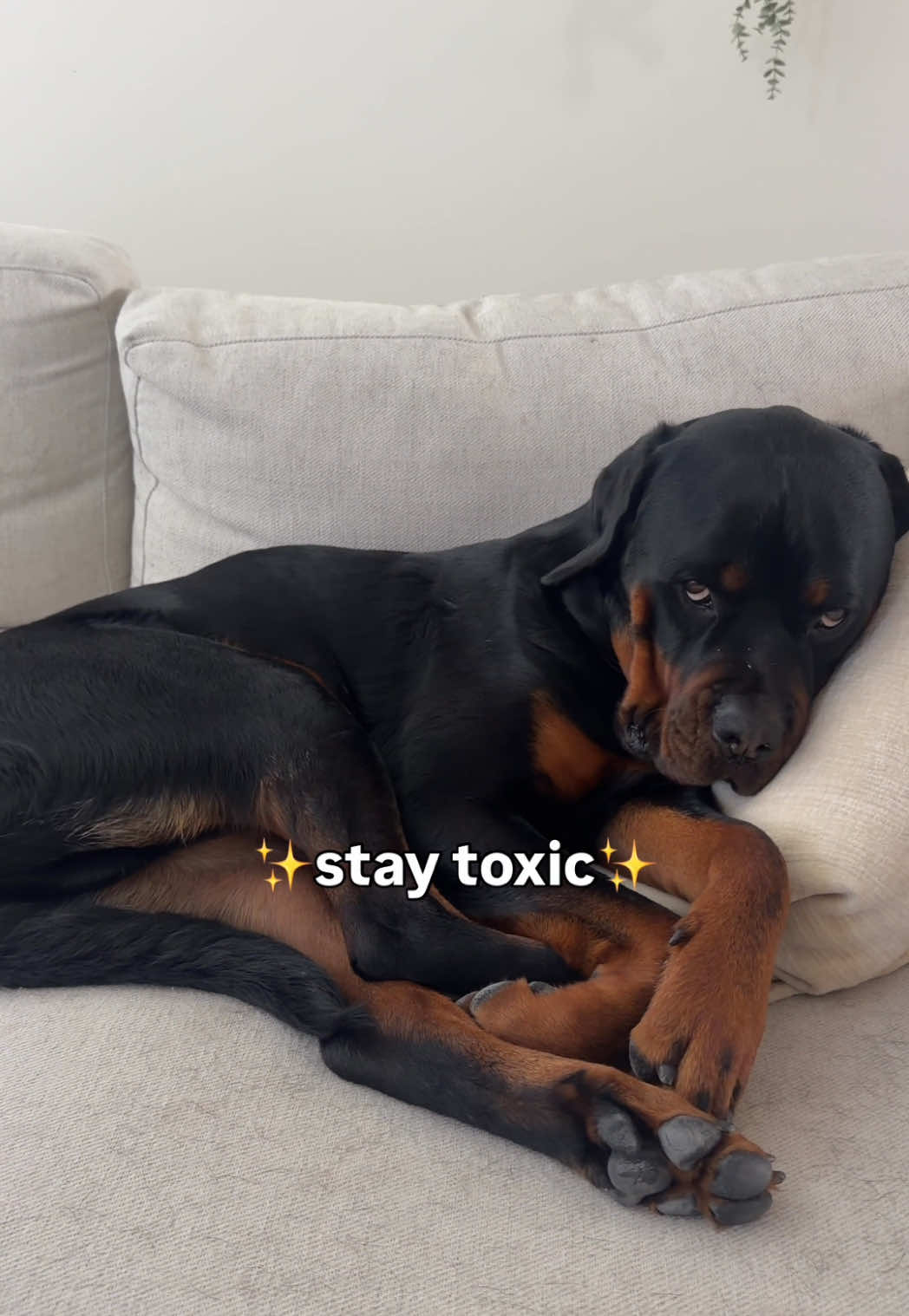 @Rex the Rottweiler