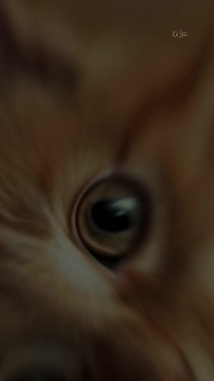 @𝛃ǟ𝛃𝛐⃪֟֯፝͜͠𝛐𝛚🕊