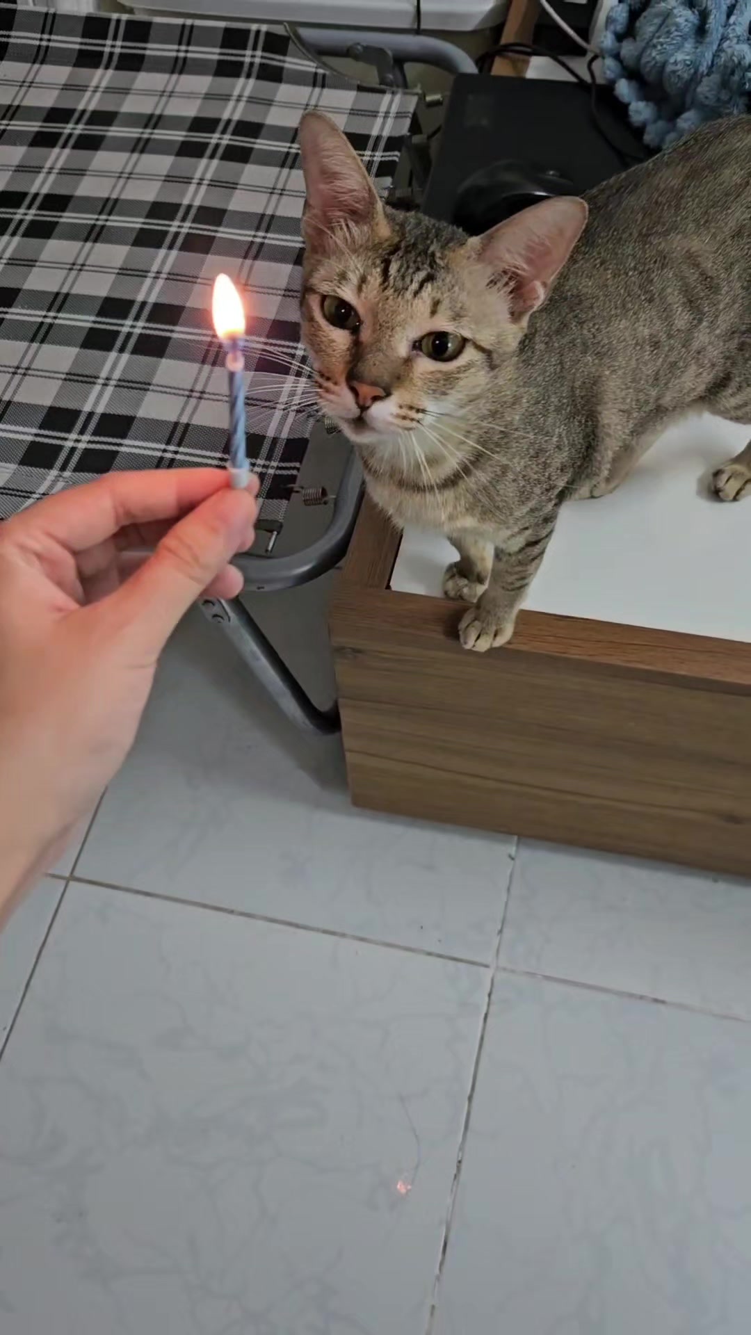@Khế th&uacute;i