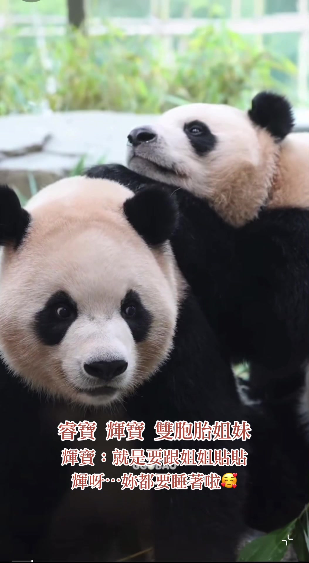 @福公主💕福豬豬💕 🍎 🥕 🐼 🎋🍀