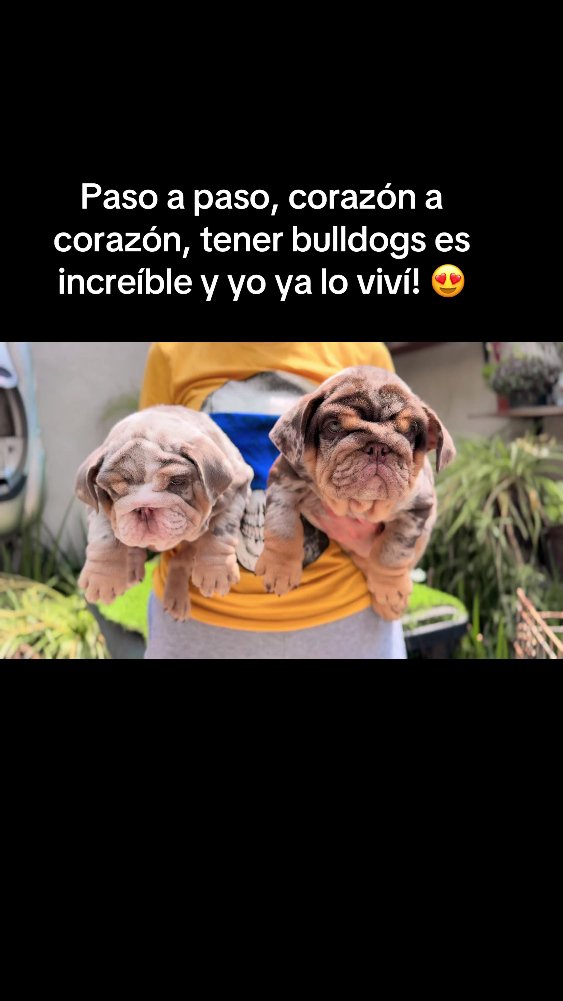 @Destroyers Bulldogs
