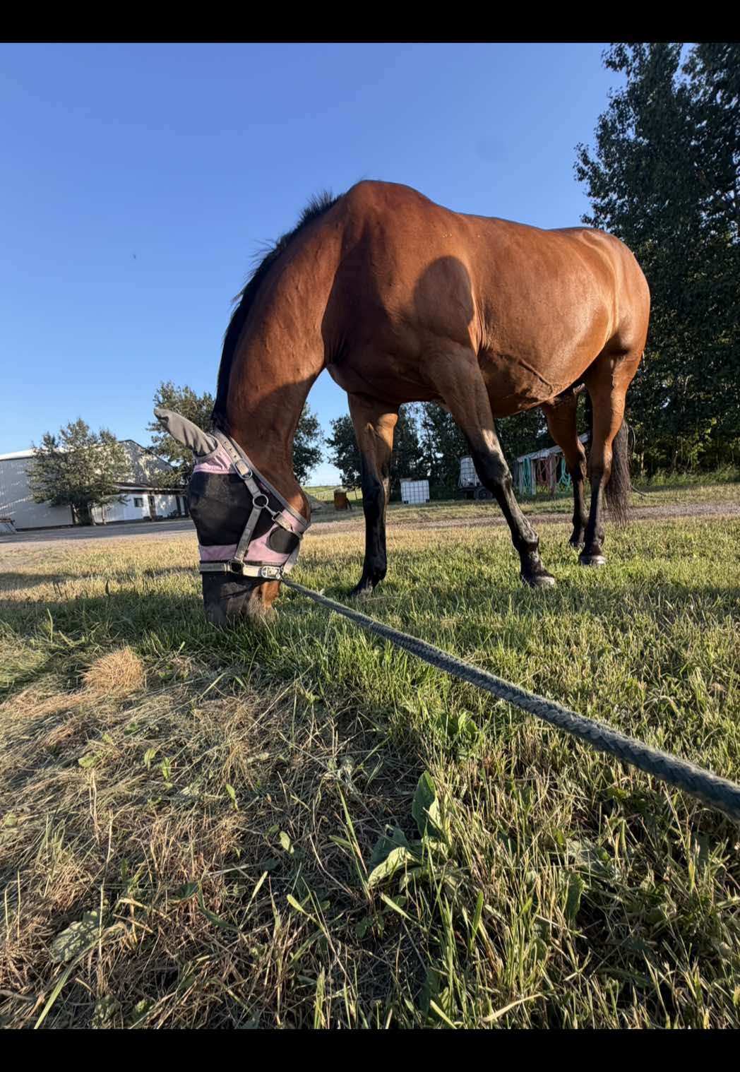 @Kaya_Equine _Molly