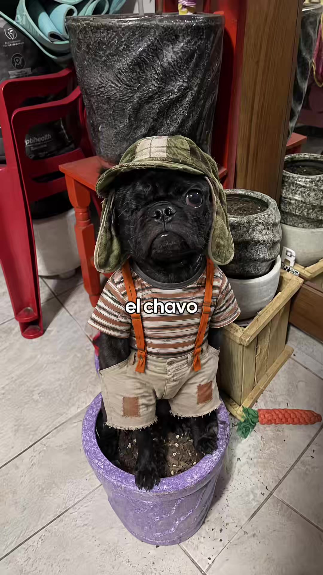 @pecesitoperdido