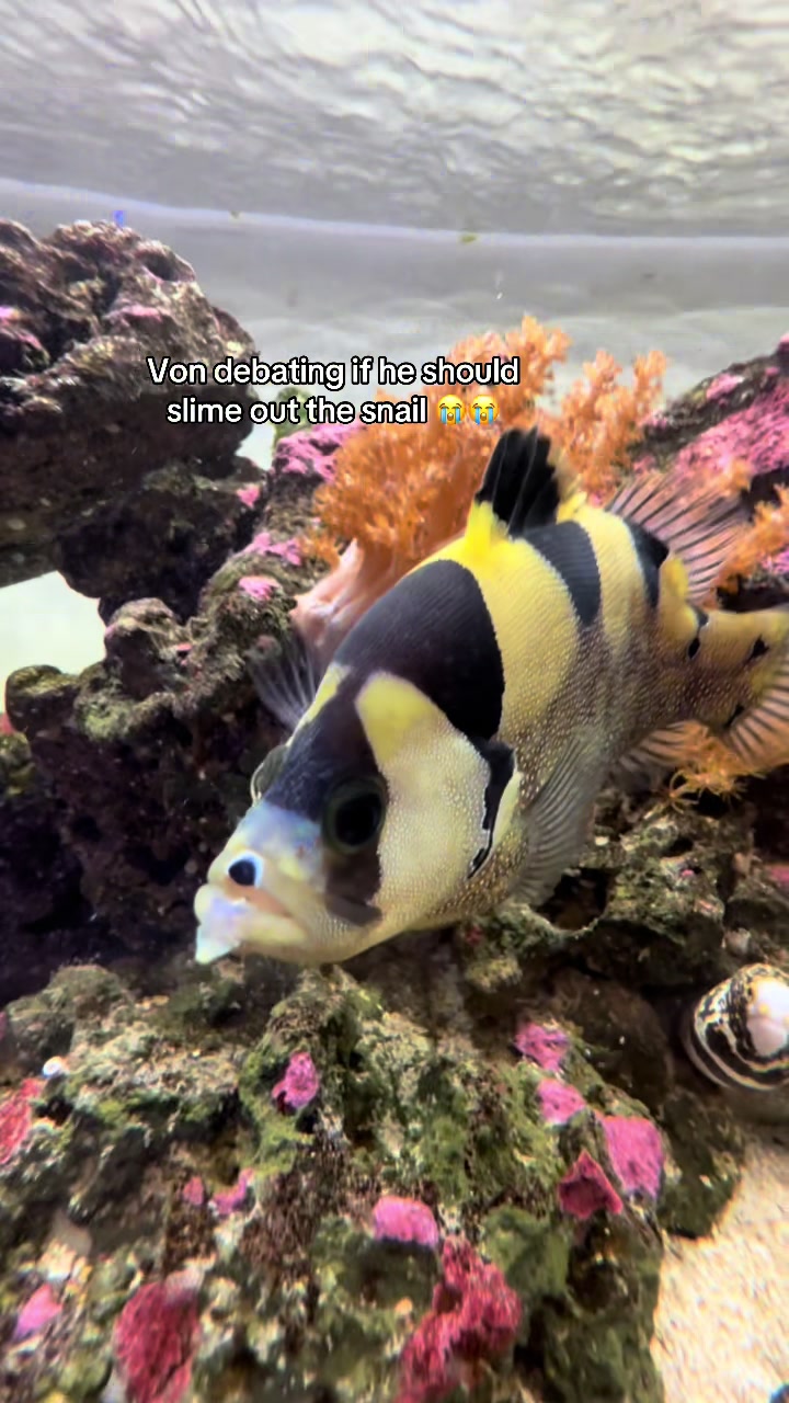 @ReefSync