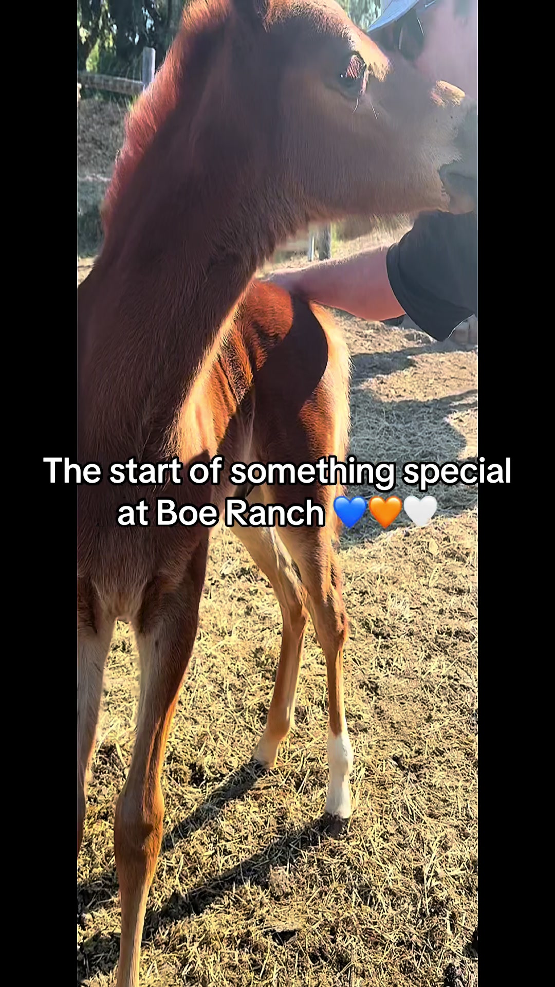 @BoeRanch14