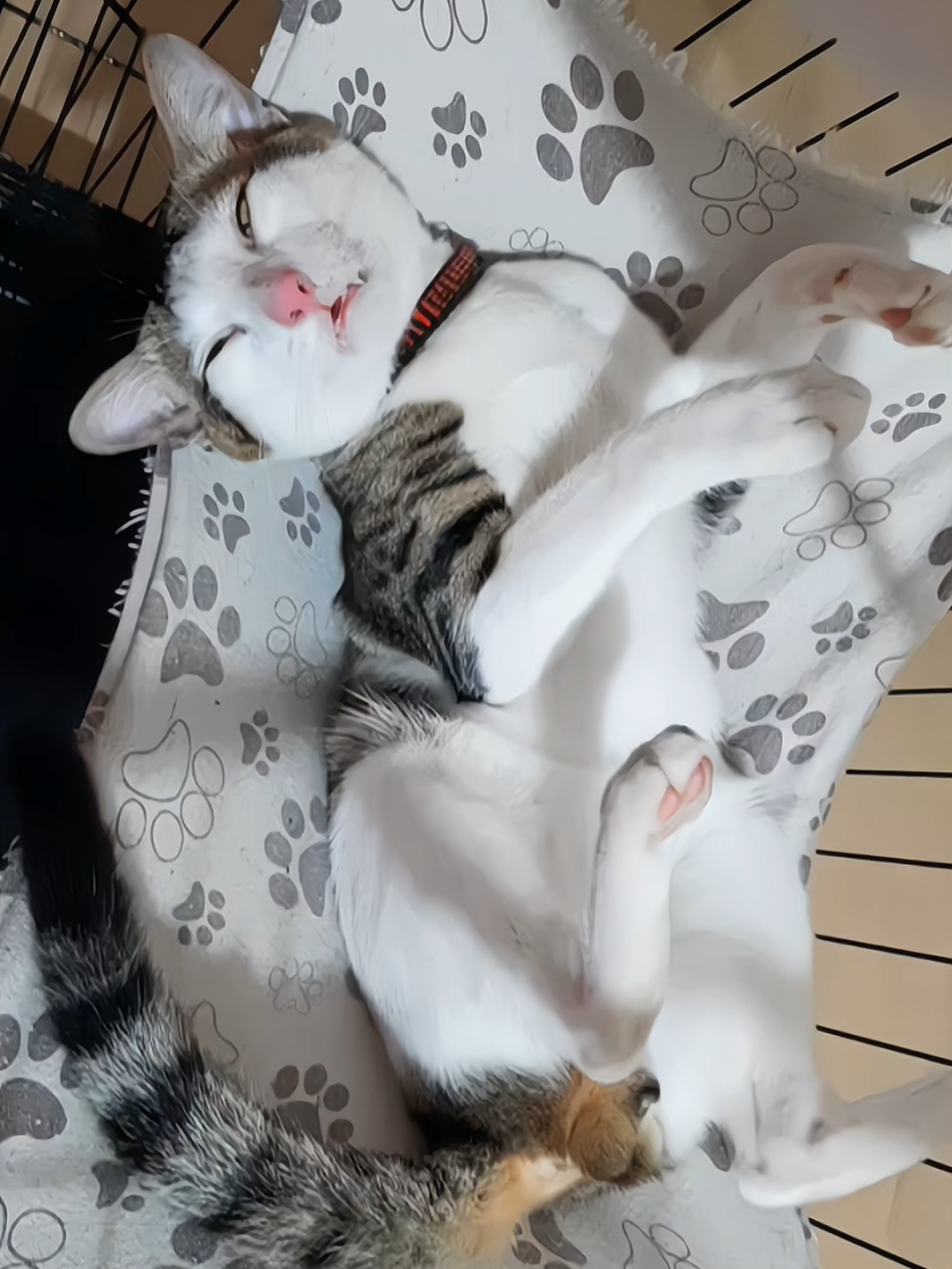 @nikka_mei | dailytabby