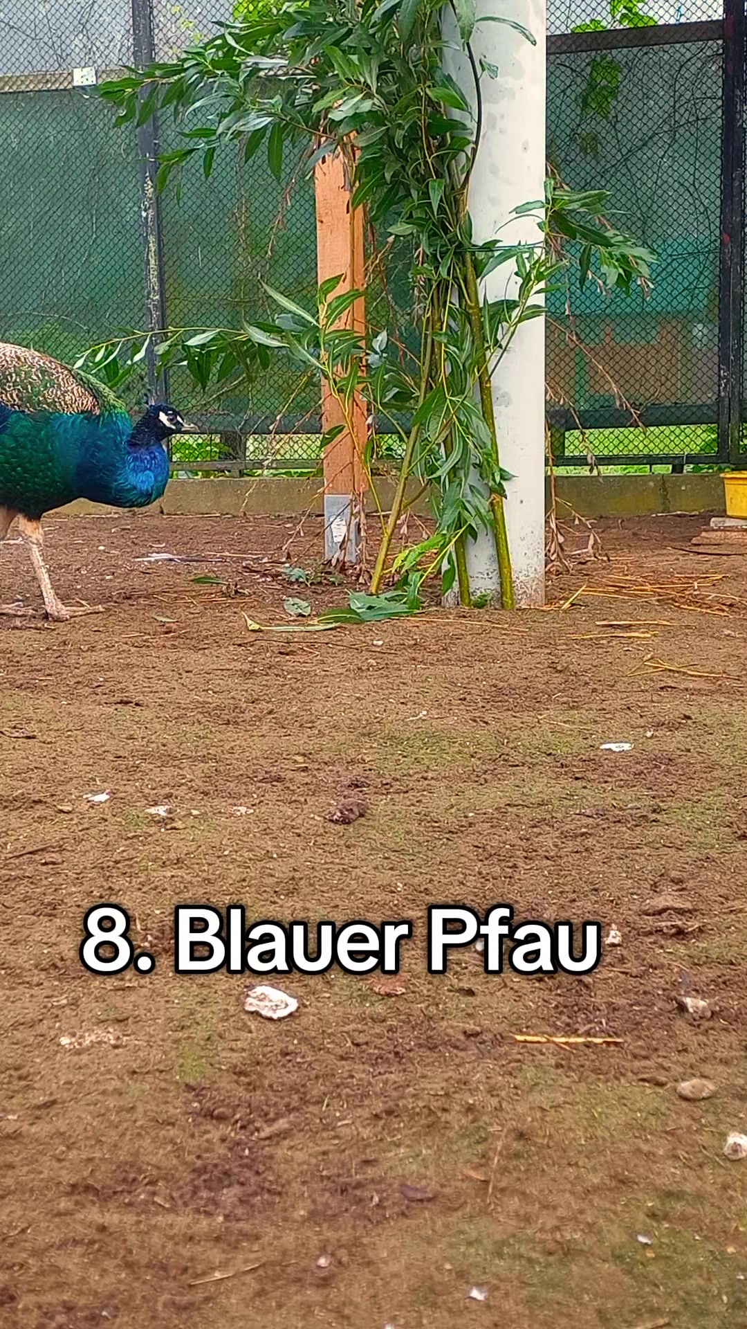 @🦚🆃𝓲𝓮𝓻🅿𝓪𝓻𝓴🆃𝓸𝓴🦚
