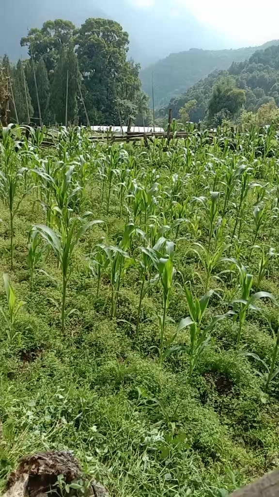 @Ugyen Choden Ugyen