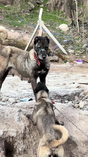 @alperkoramaz panter kangalları
