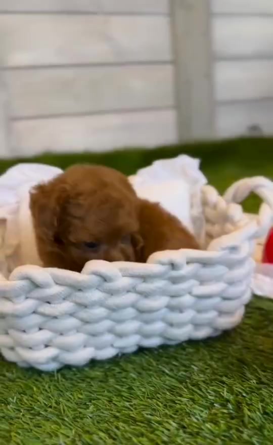 @Teacup puppies