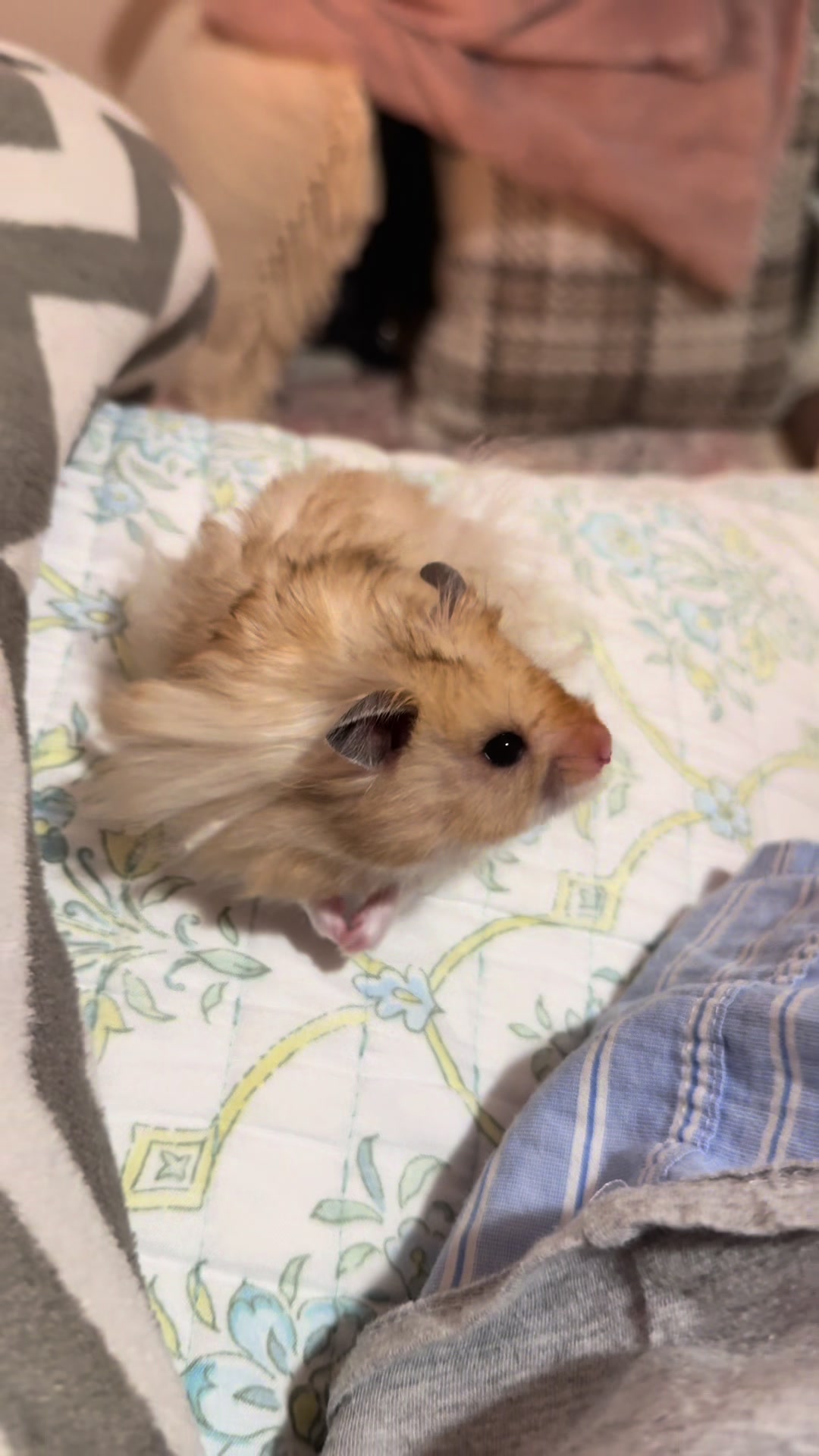 @hamsterwlw