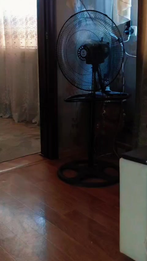 @"Шотландский Скоттиш Страйт"