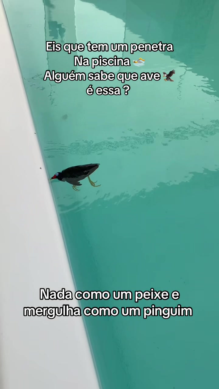 @Serrot