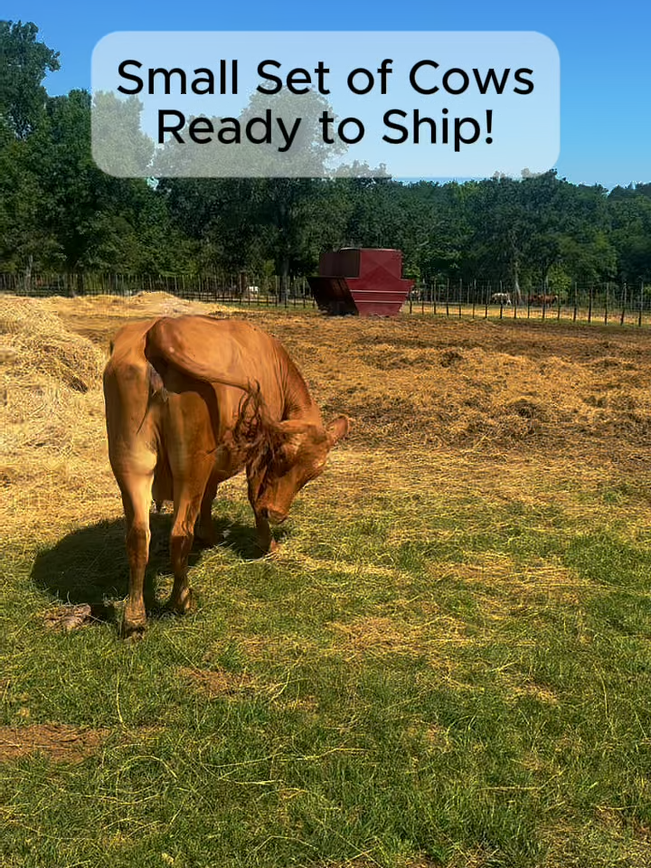 @Rutherford Land and Cattle