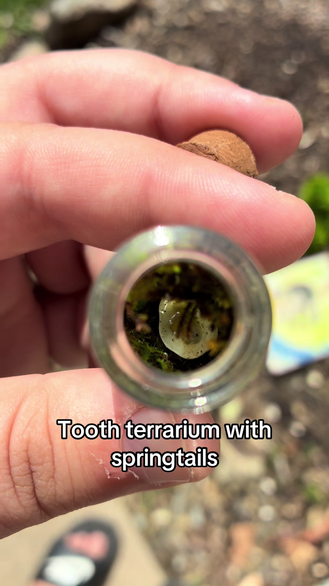 @Terrariums | Moss | Plants