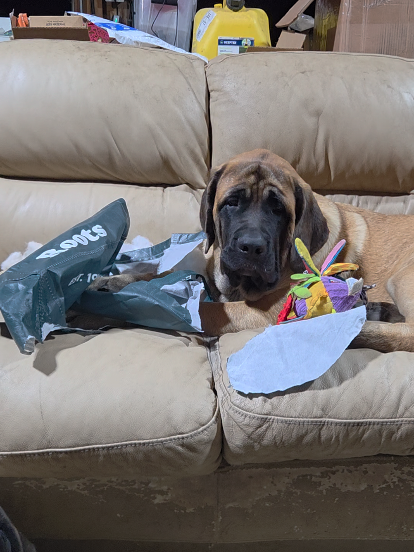 @Maple Mastiffs