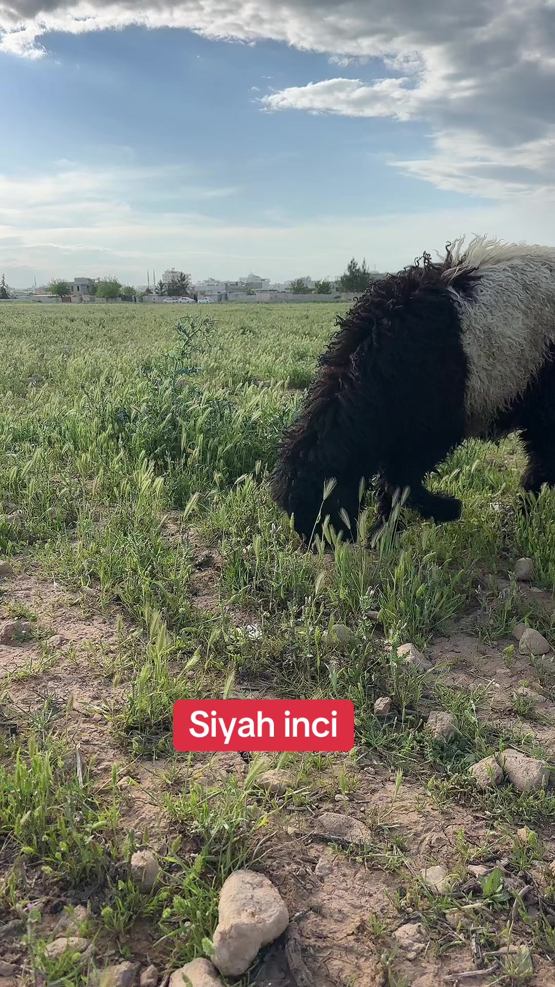 @&Ouml;mer Afşin