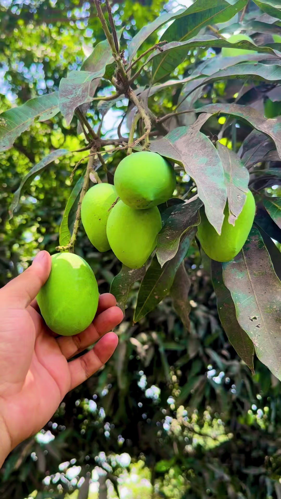 @ابوبکر اعوان (گل والا )