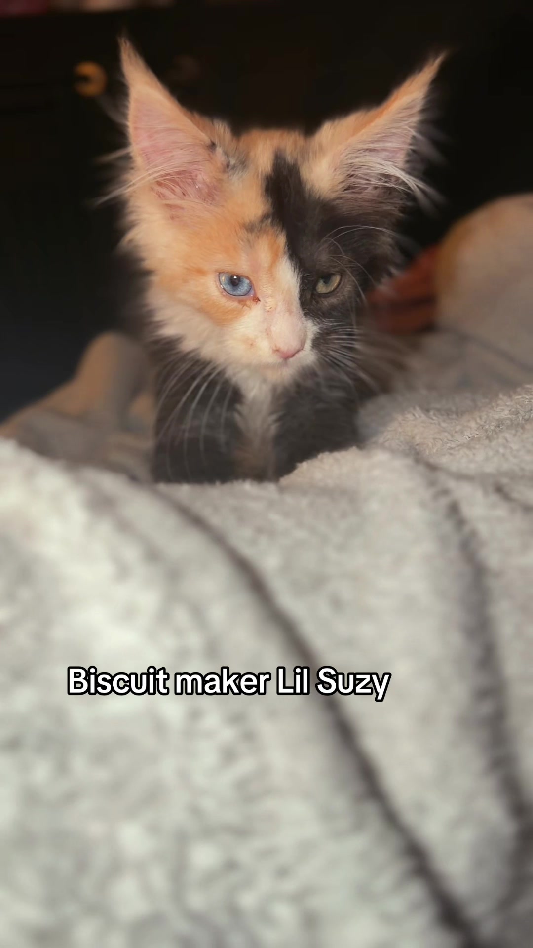 @Rosa’s maine coon in Texas🧛