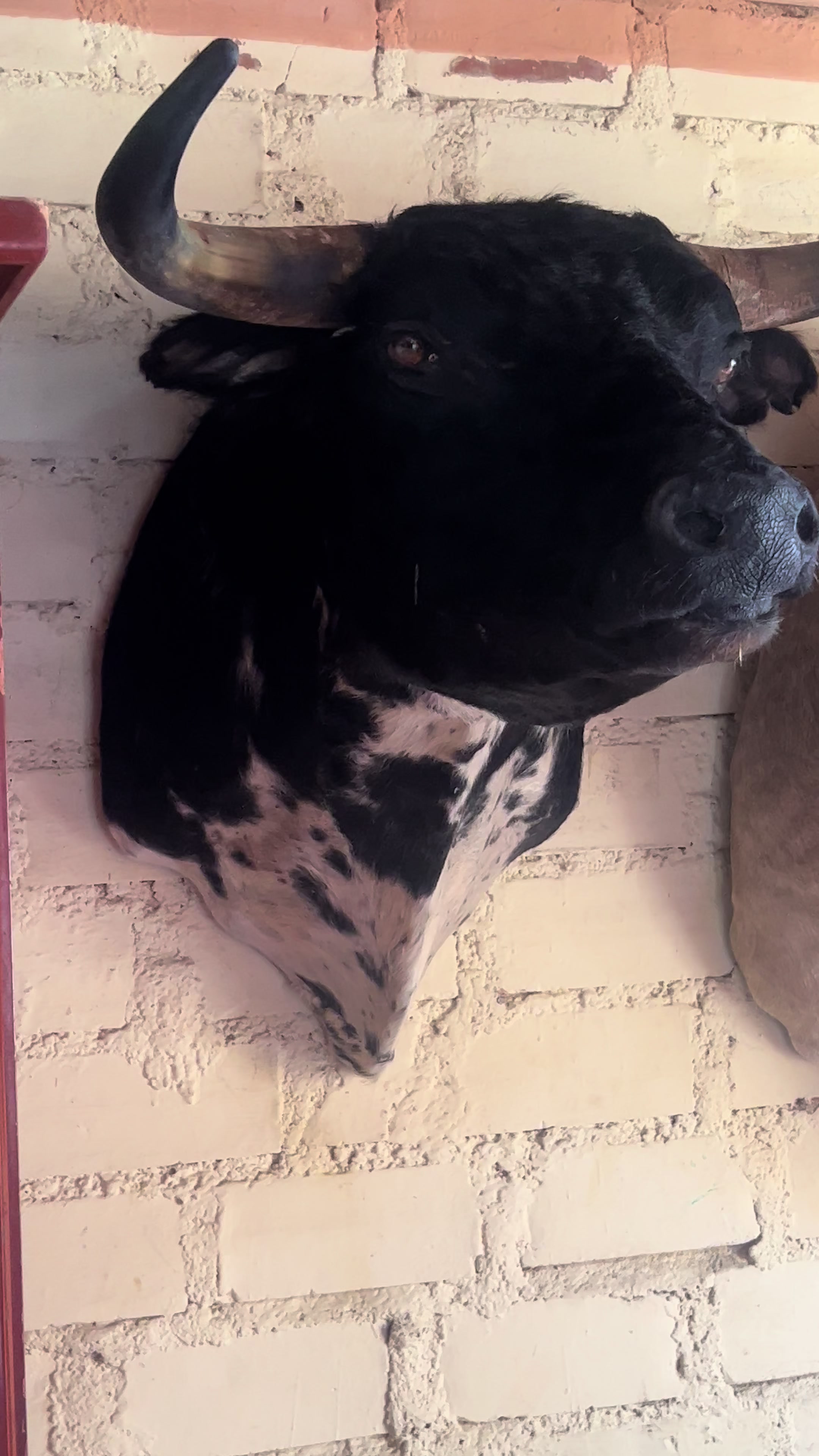 @taxidermiadecorperu