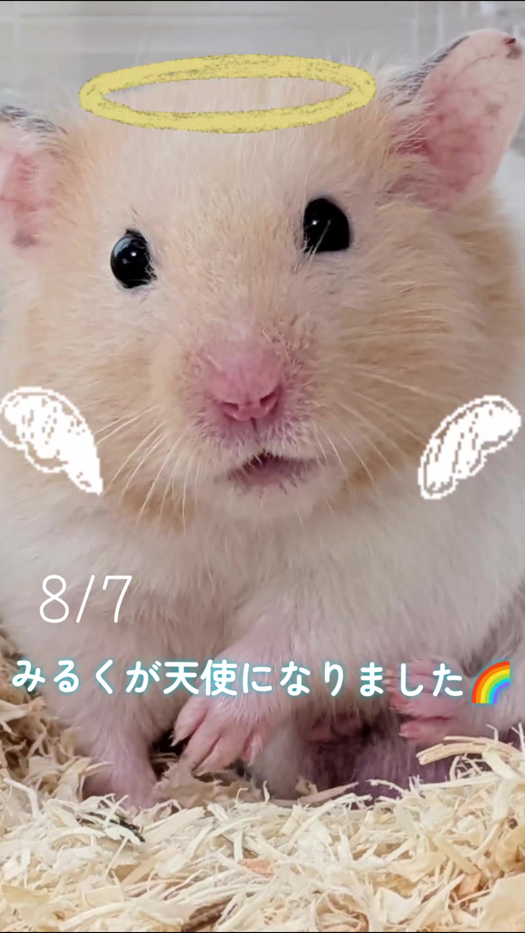@たぴと仲間たち