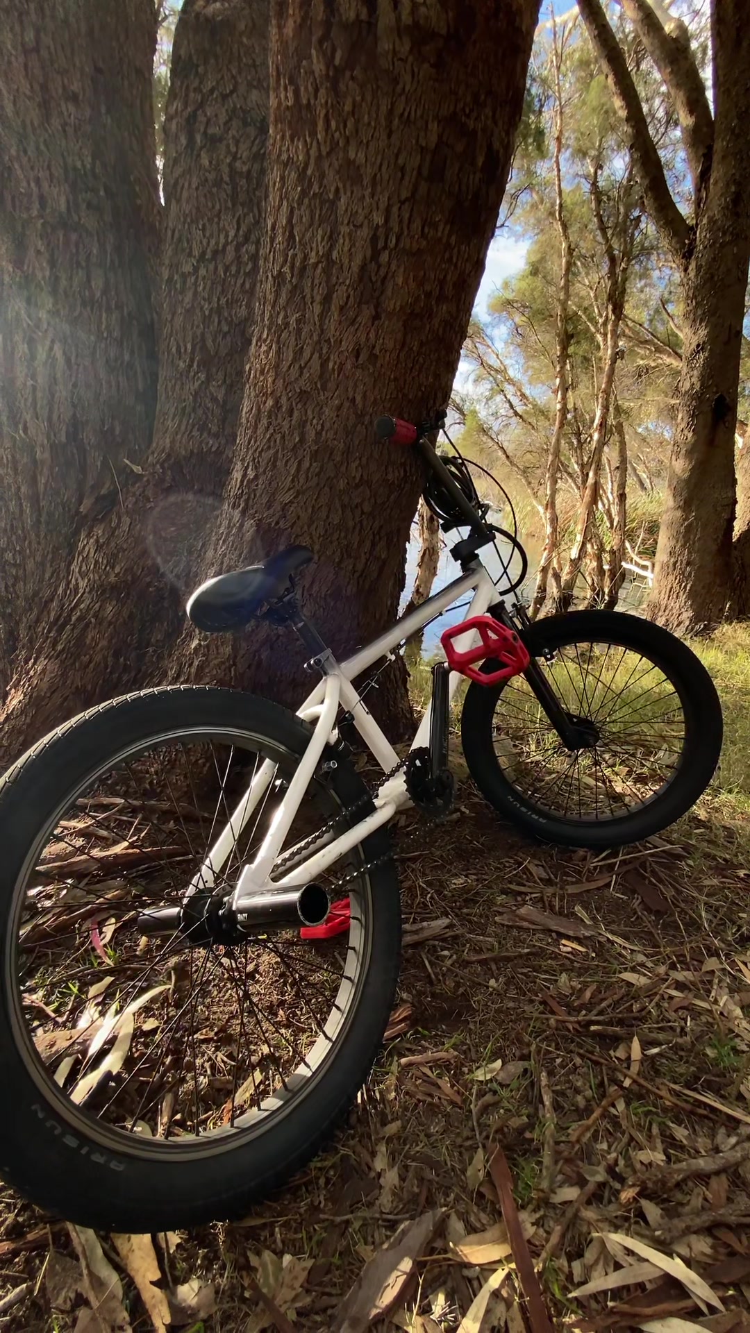 @bmxbic