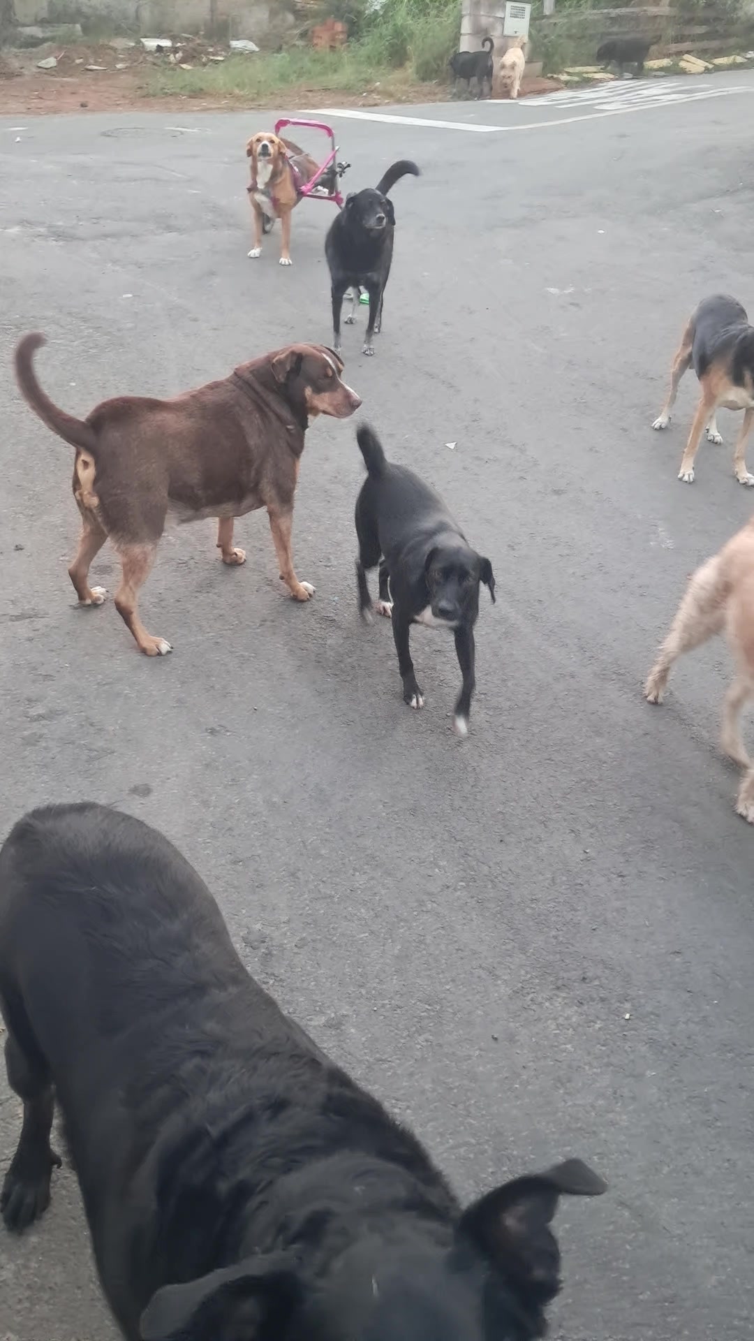 @Ismael e sua AuAuCreche 🐶💖