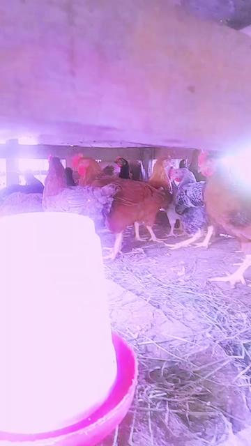 @बिनु माया तामाङ