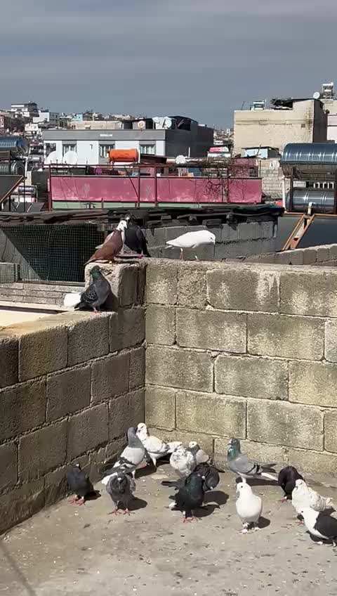 @Emin Özmen