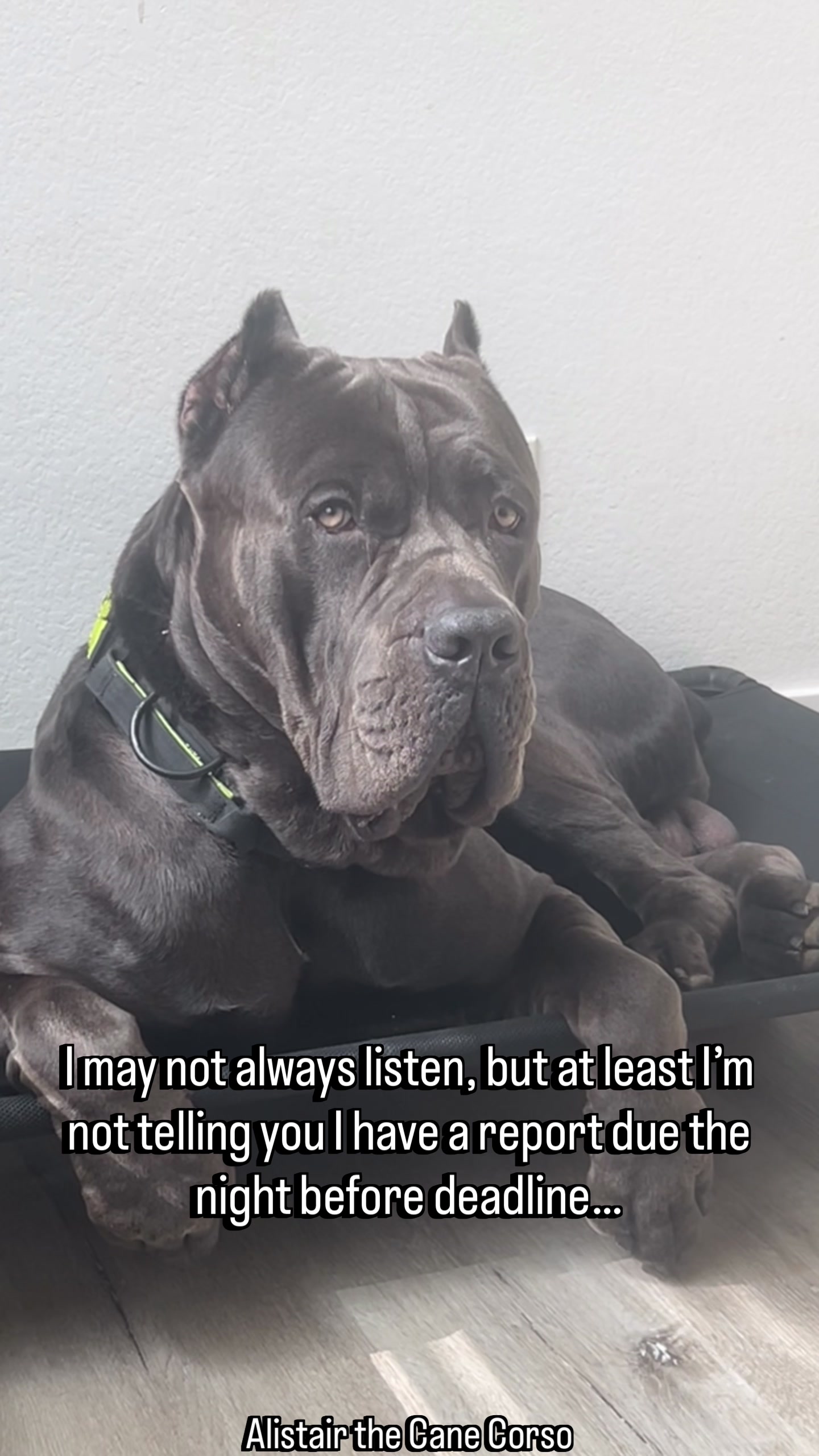 @Alistair the Cane Corso