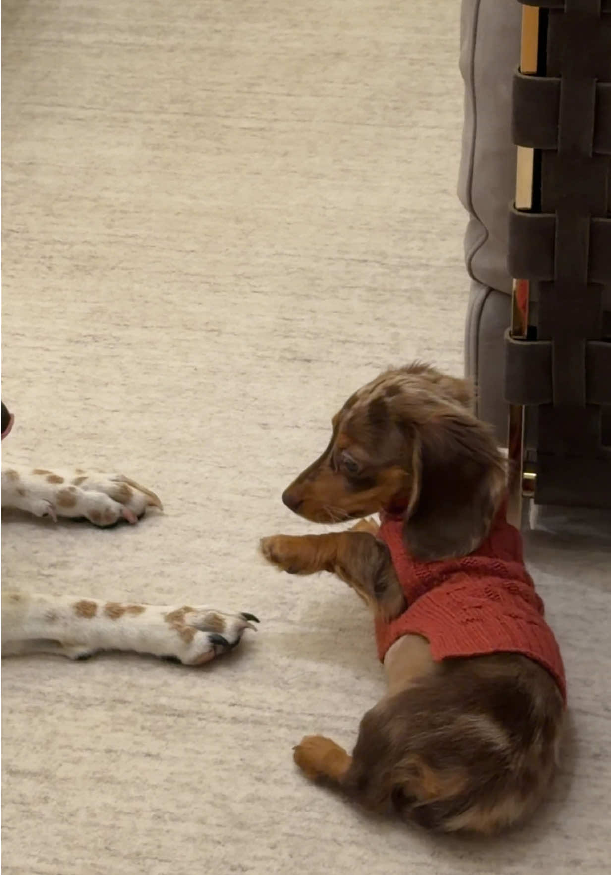 @Oli the Mini Doxie