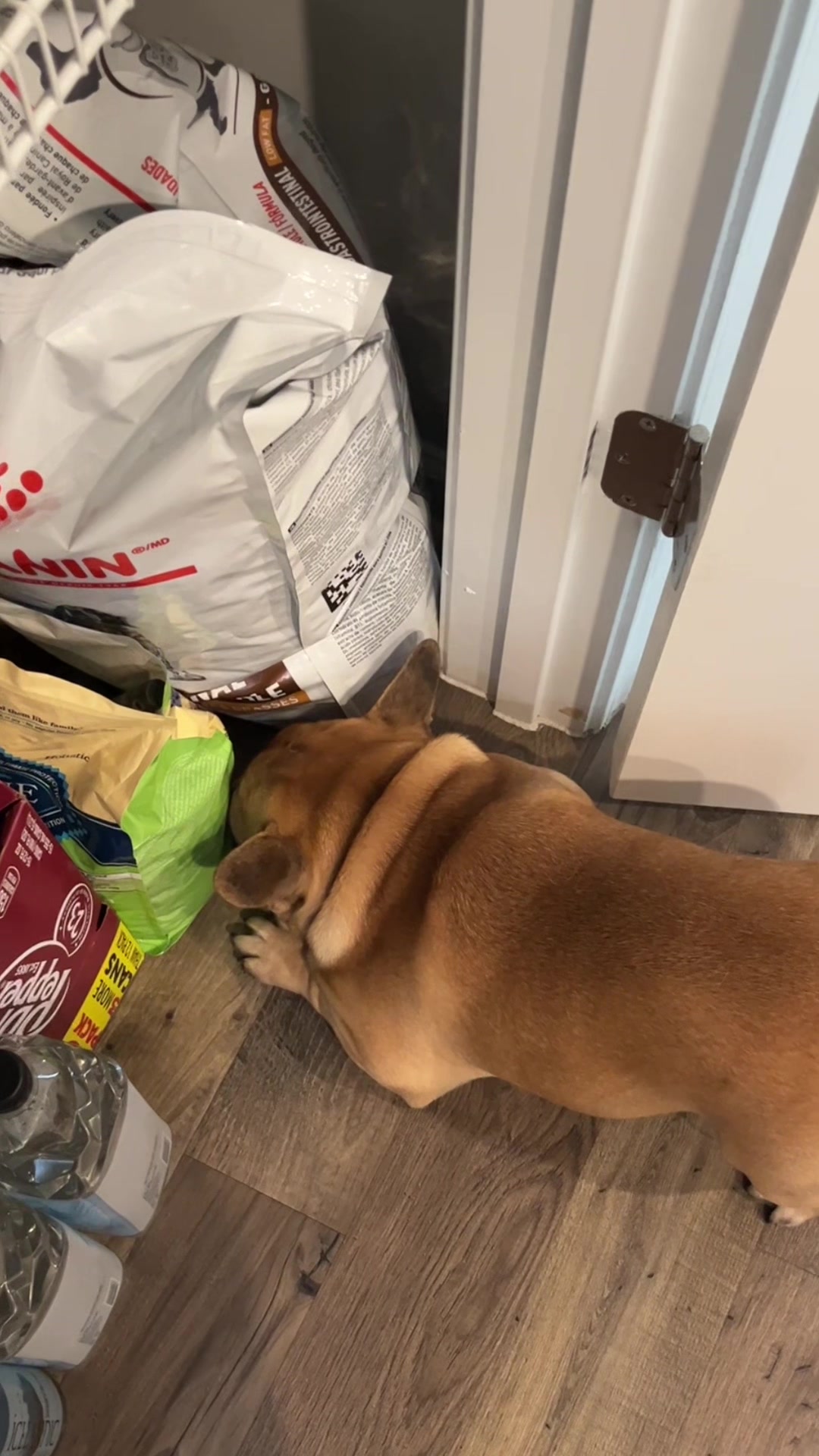 @Archie The Frenchie