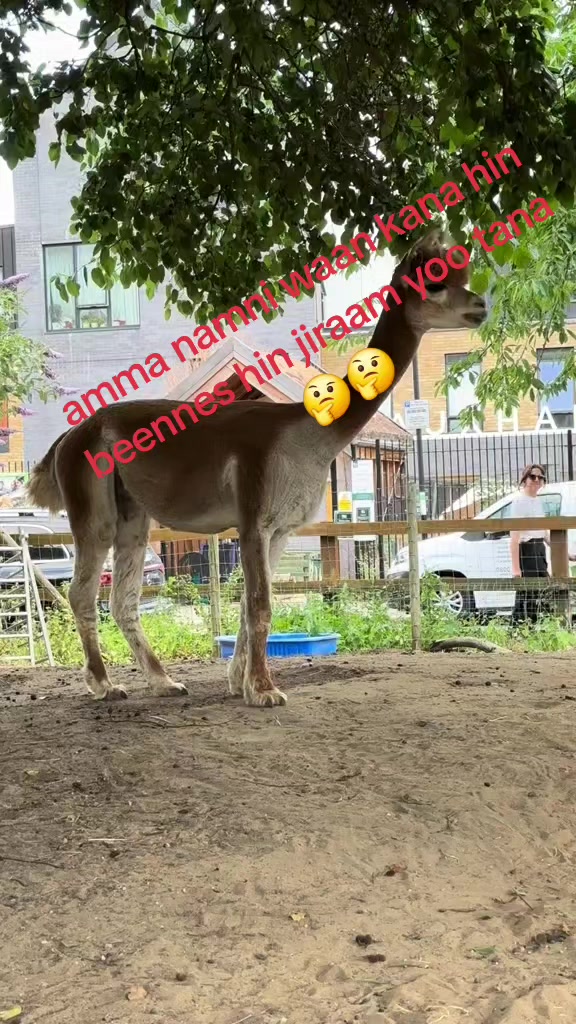 @ልju Adisachin.Ab