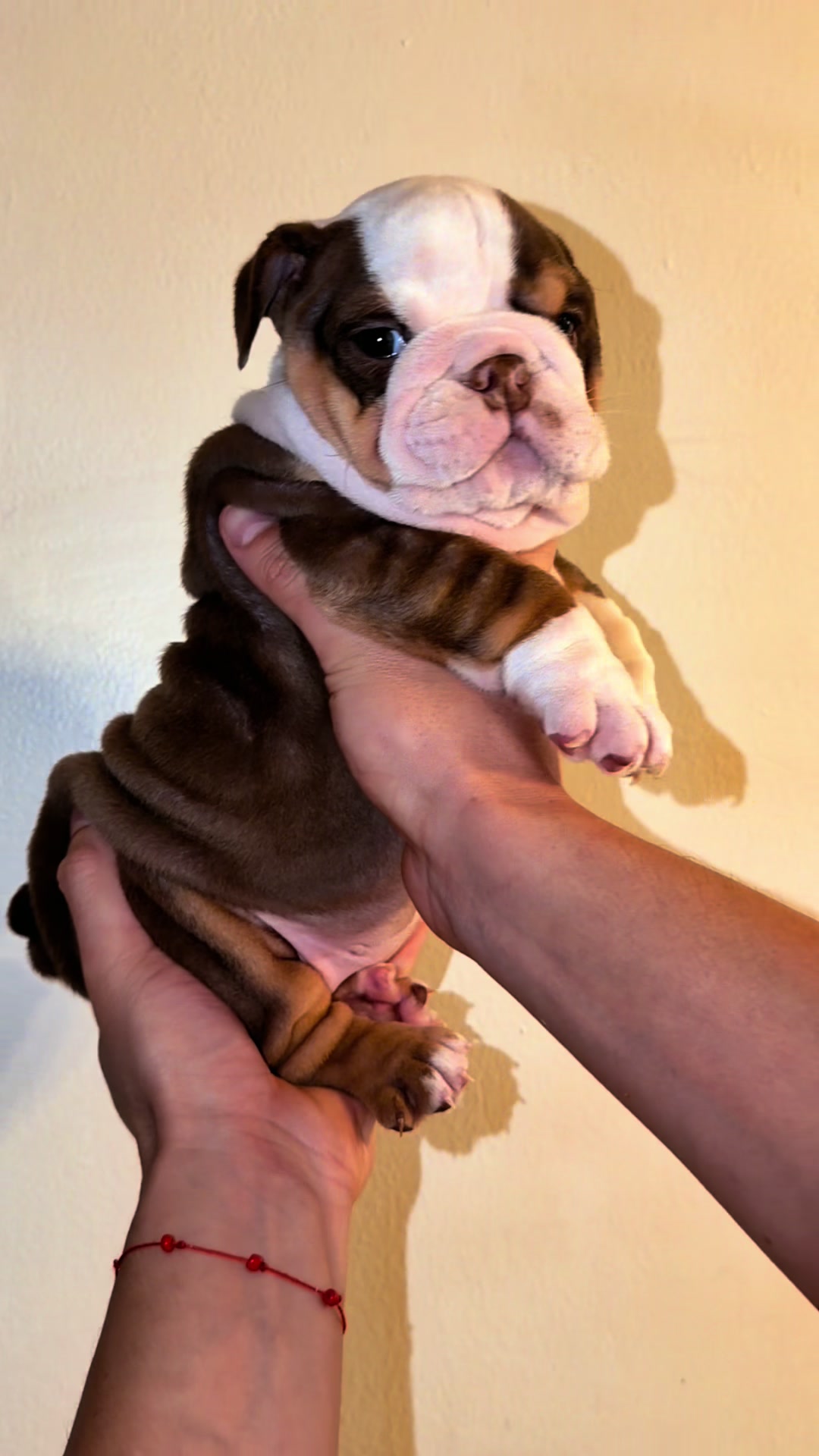@Sanchezbulldogs_