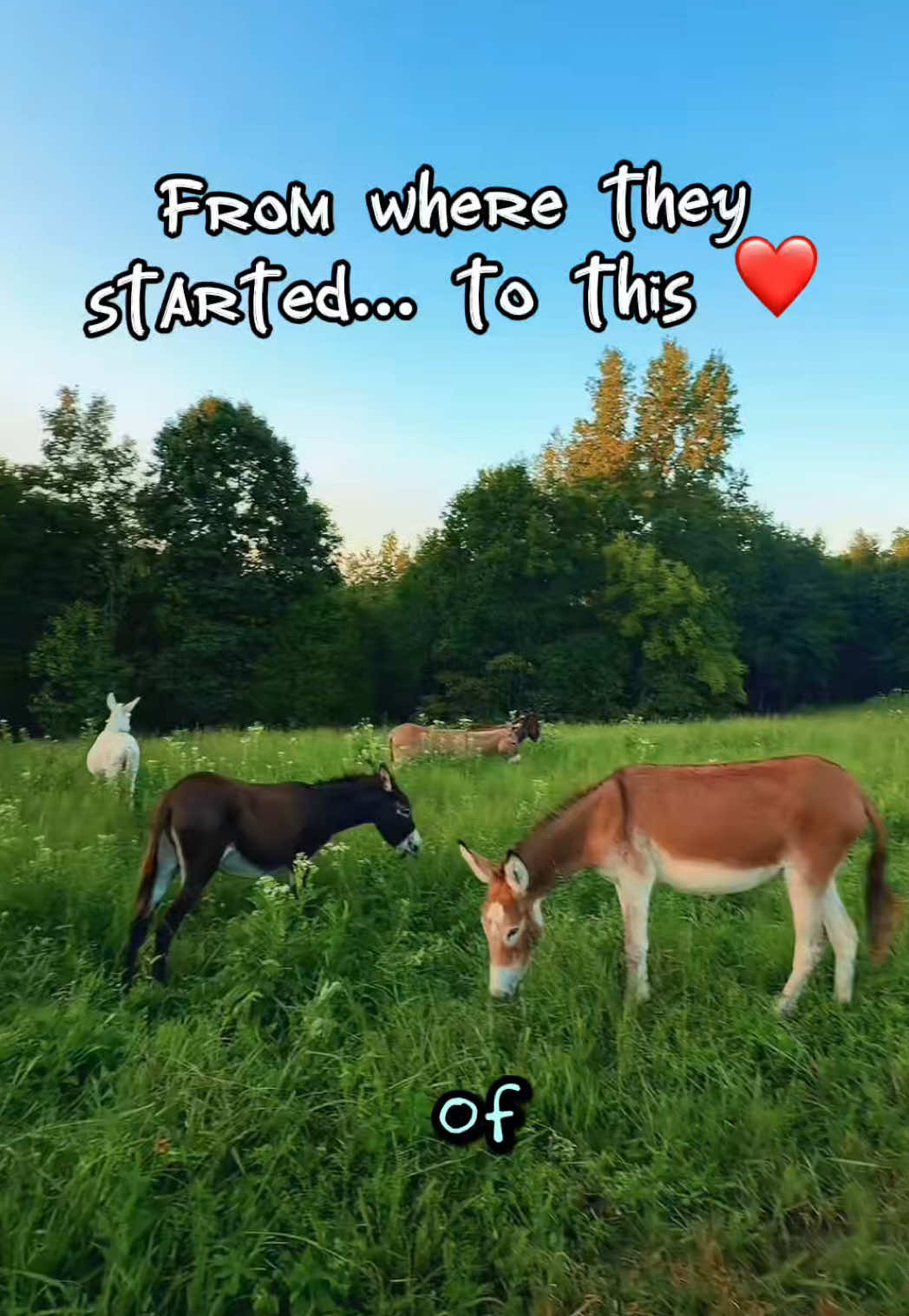 @Our Simple Homestead