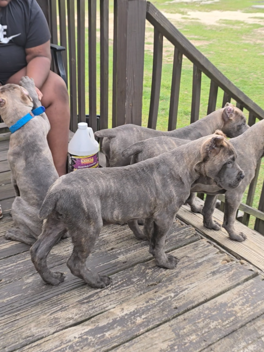 @Brandon and Blue Kennels LLC