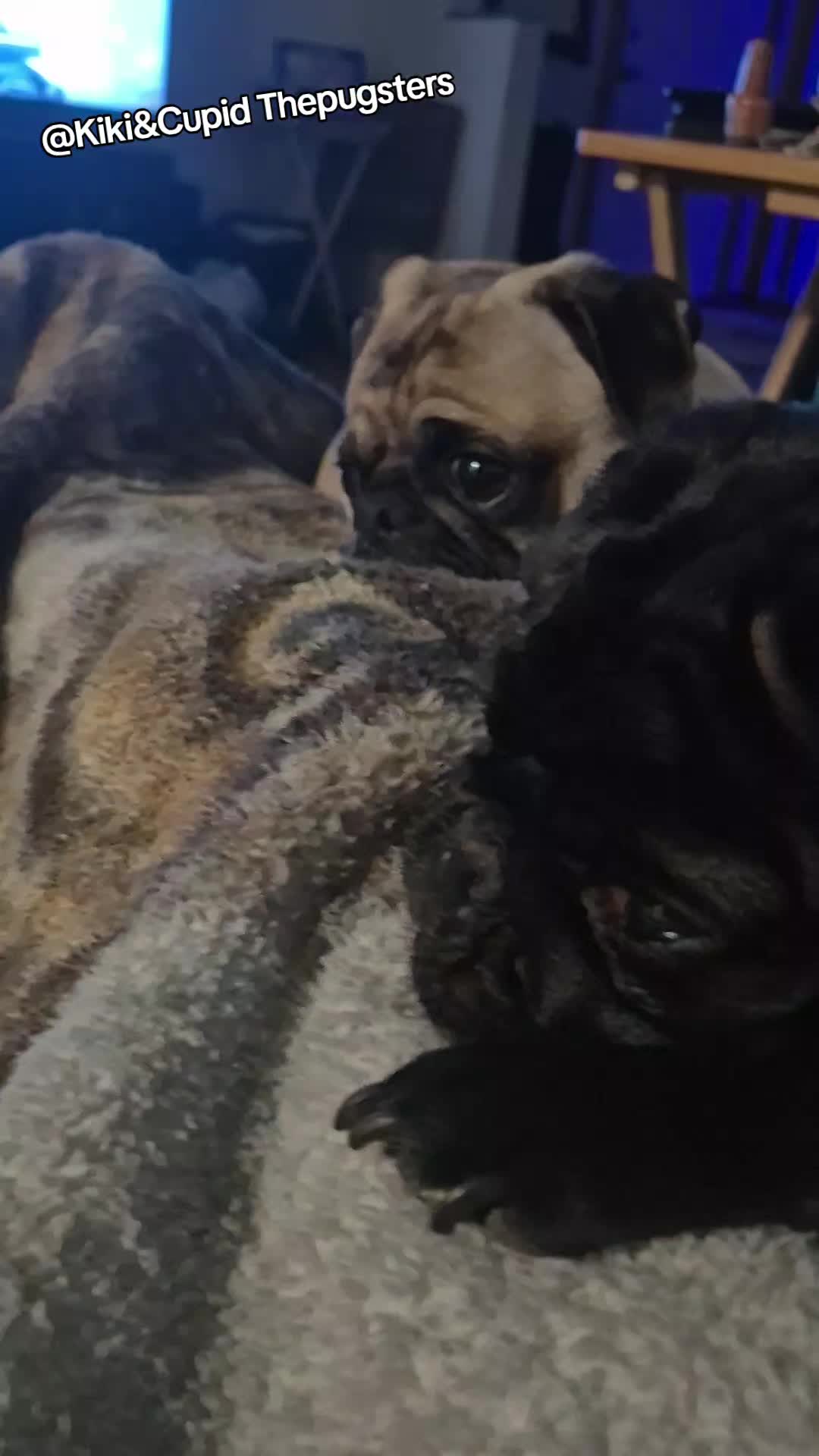 @Kiki&Cupid Thepugster