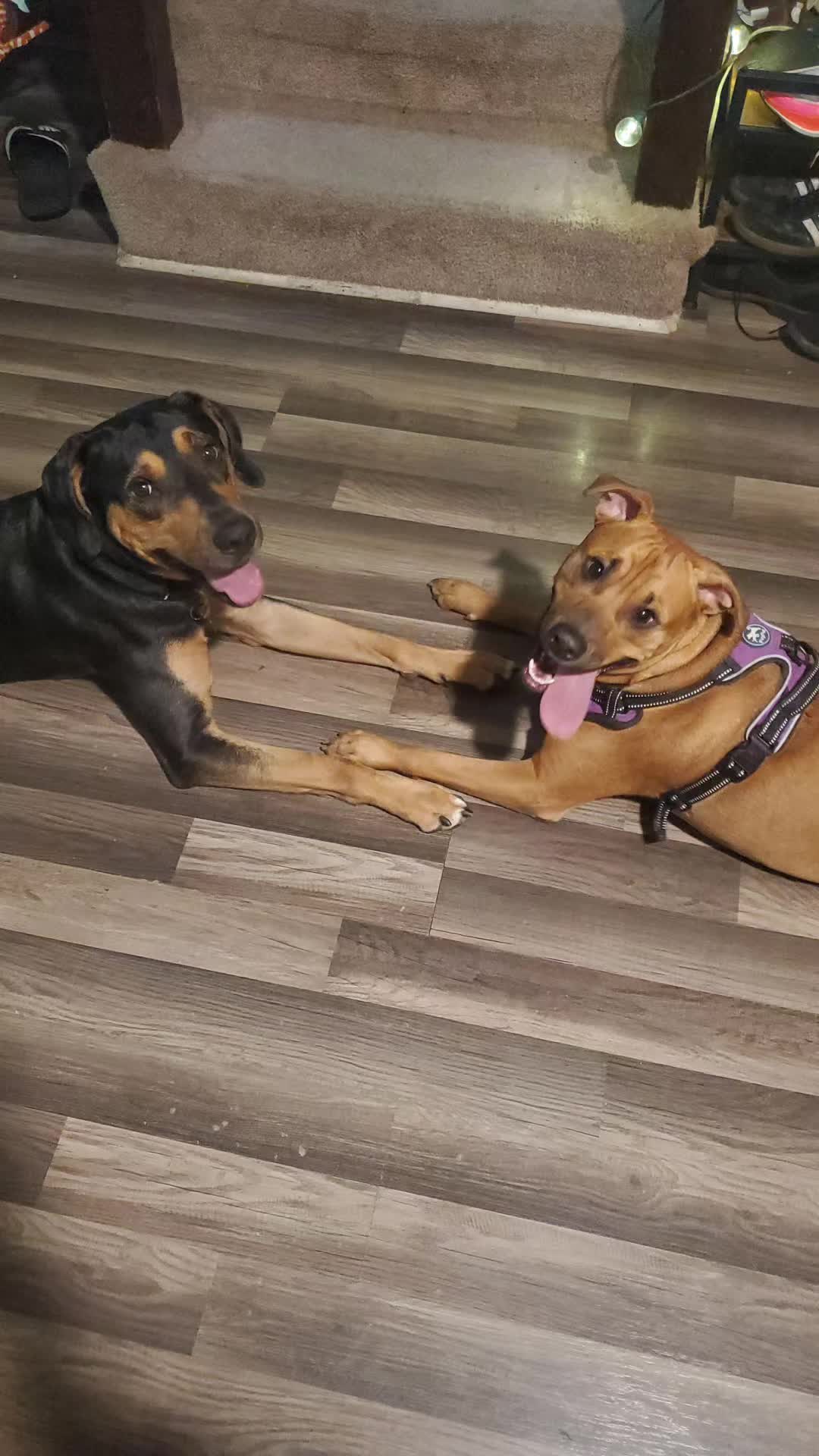 @Kane the friendliest Pit