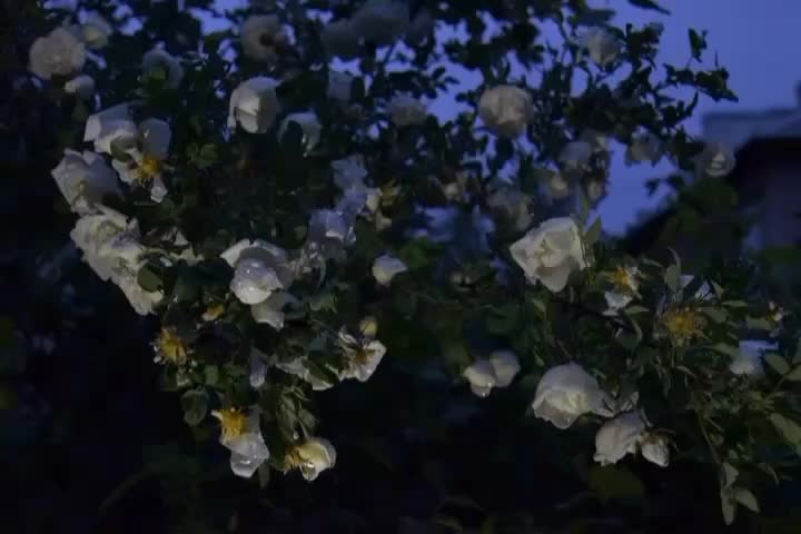 @винджии