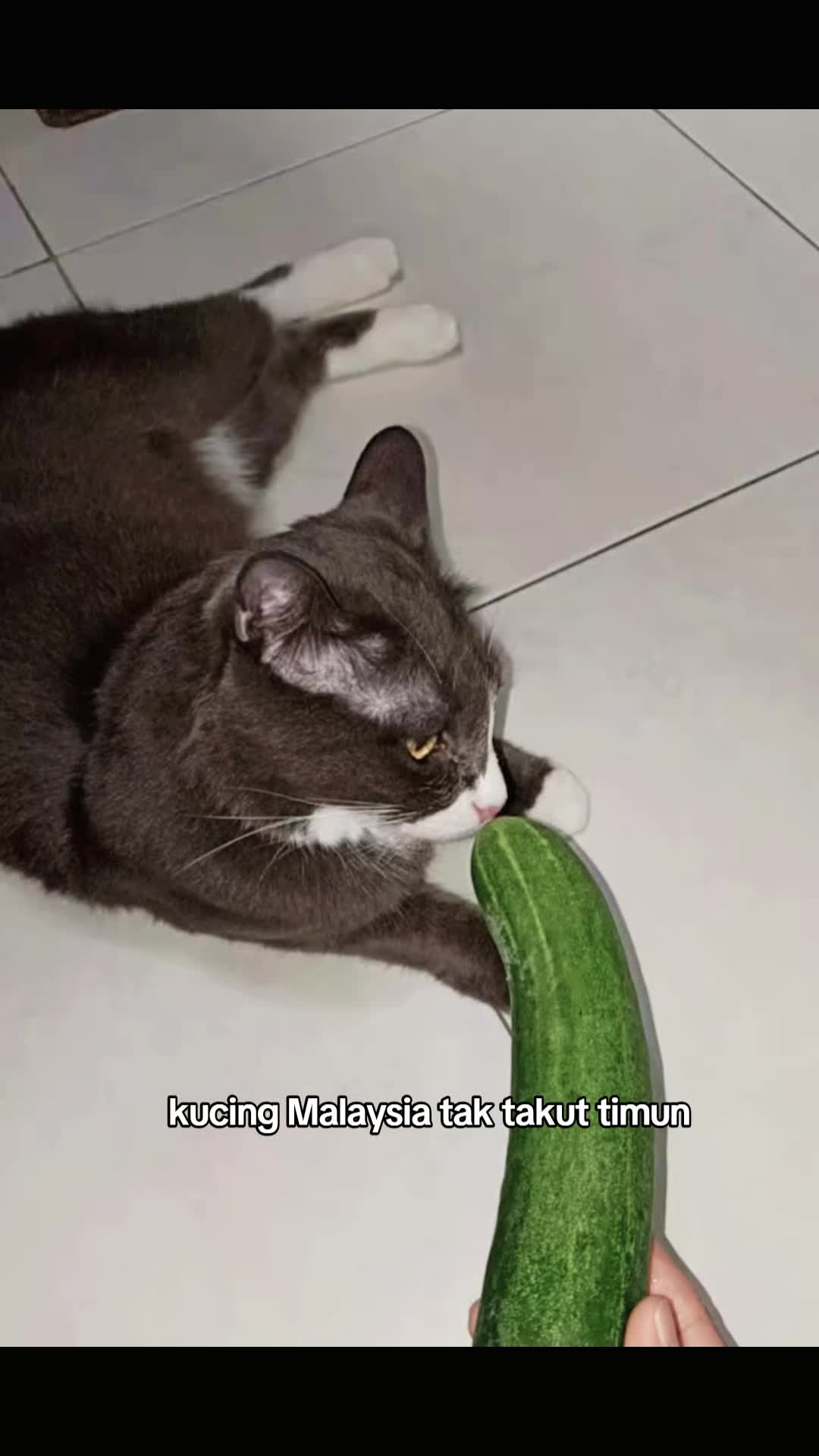 @Omma Kucing 🇲🇾🍉