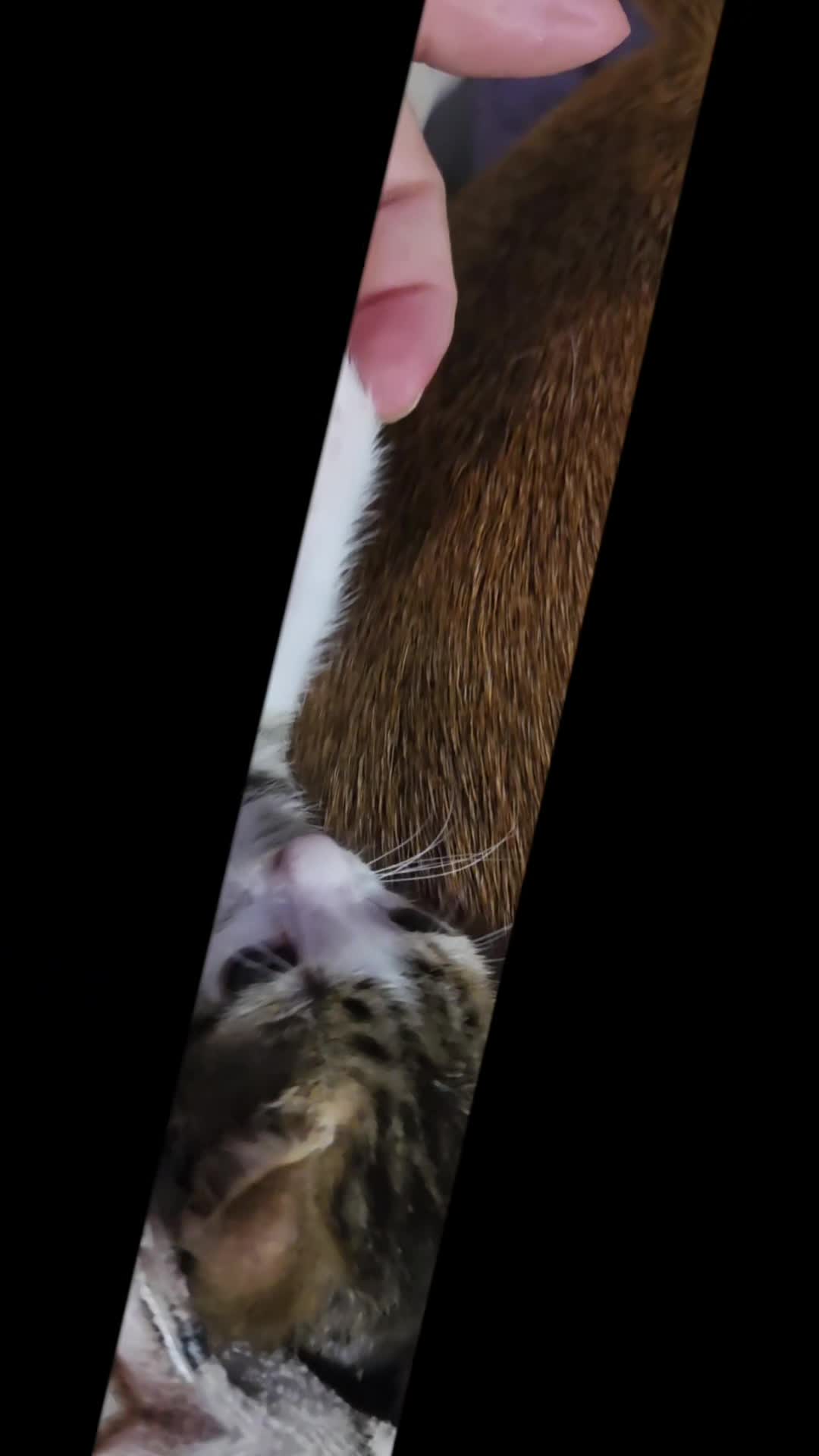 @Venus ❌️ 🐿 P5 🖤🪶