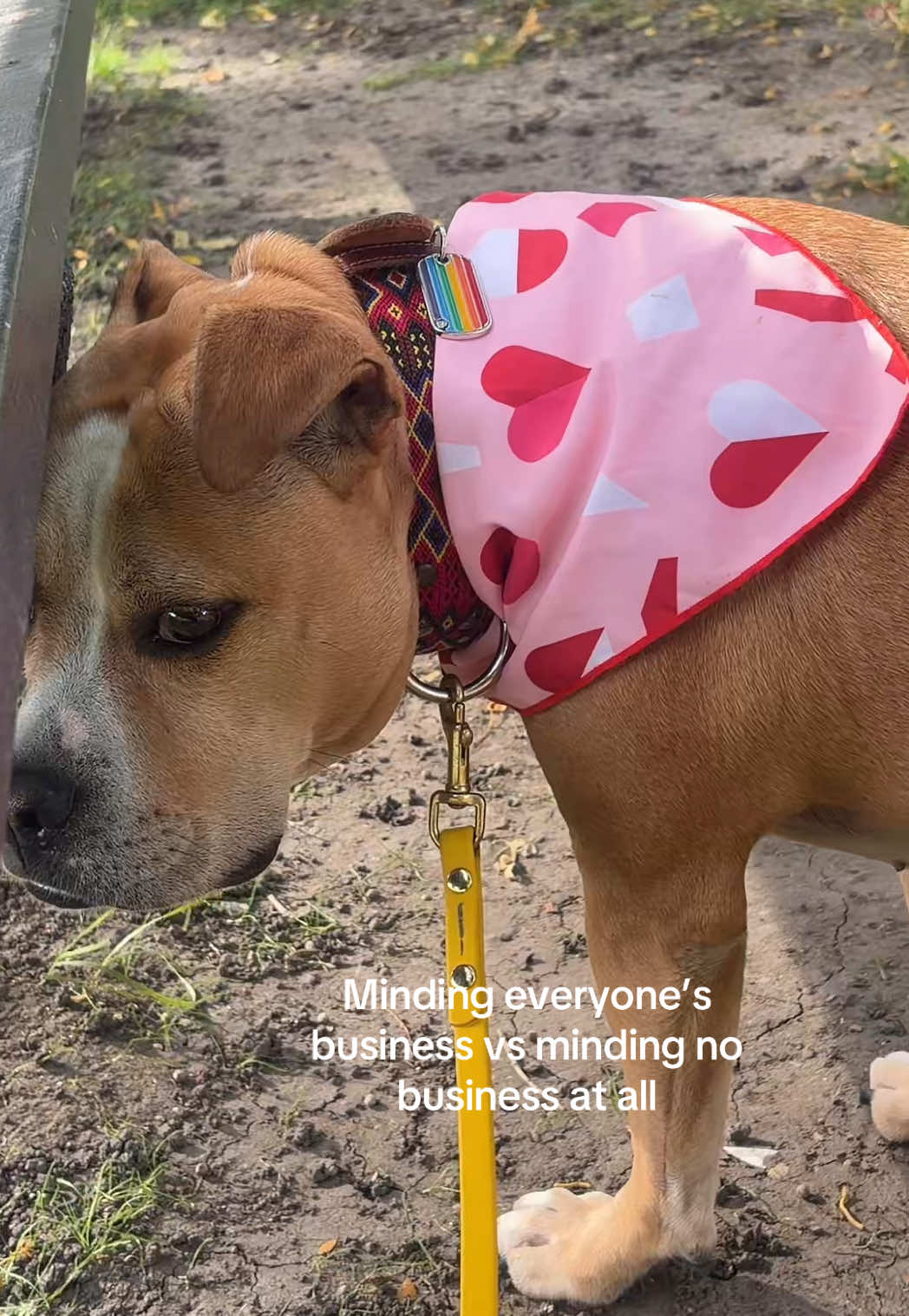 @dogstrainjen