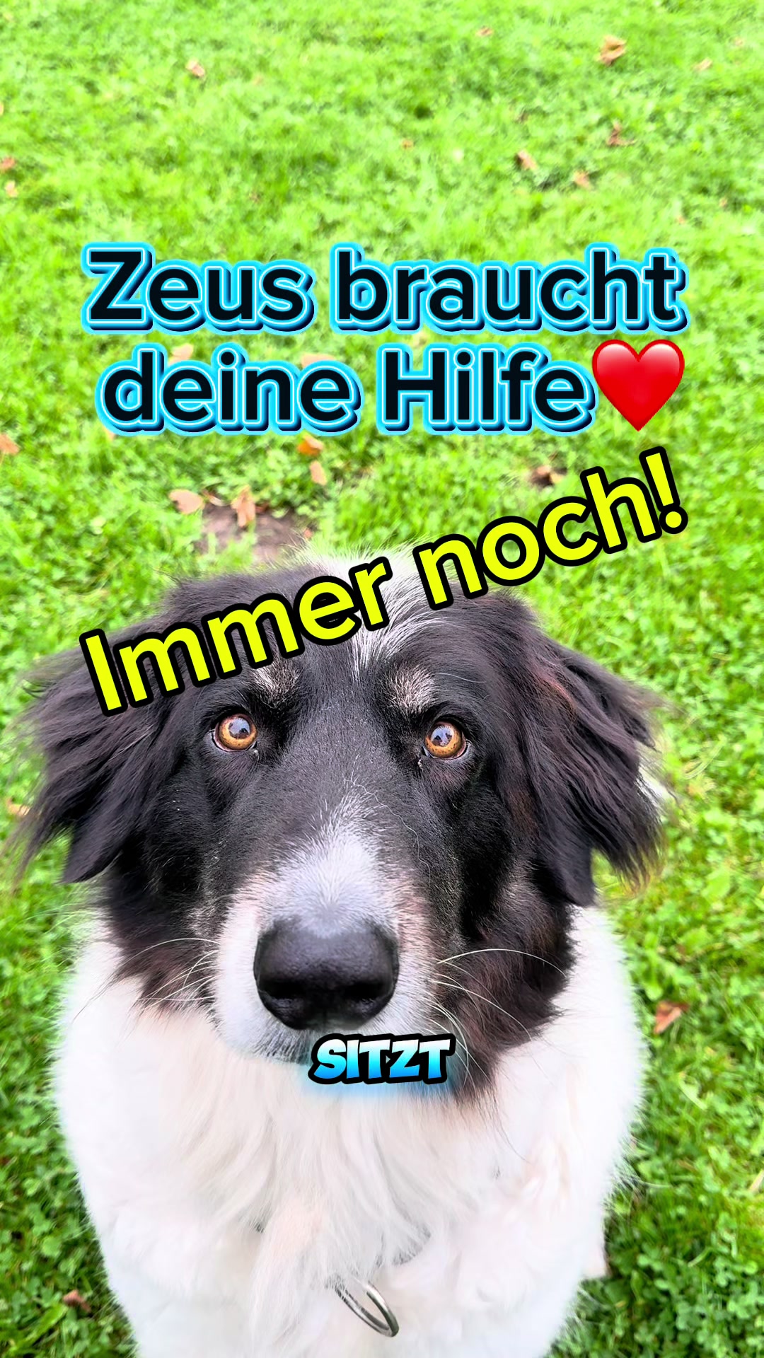 @INSAbenteuerHund