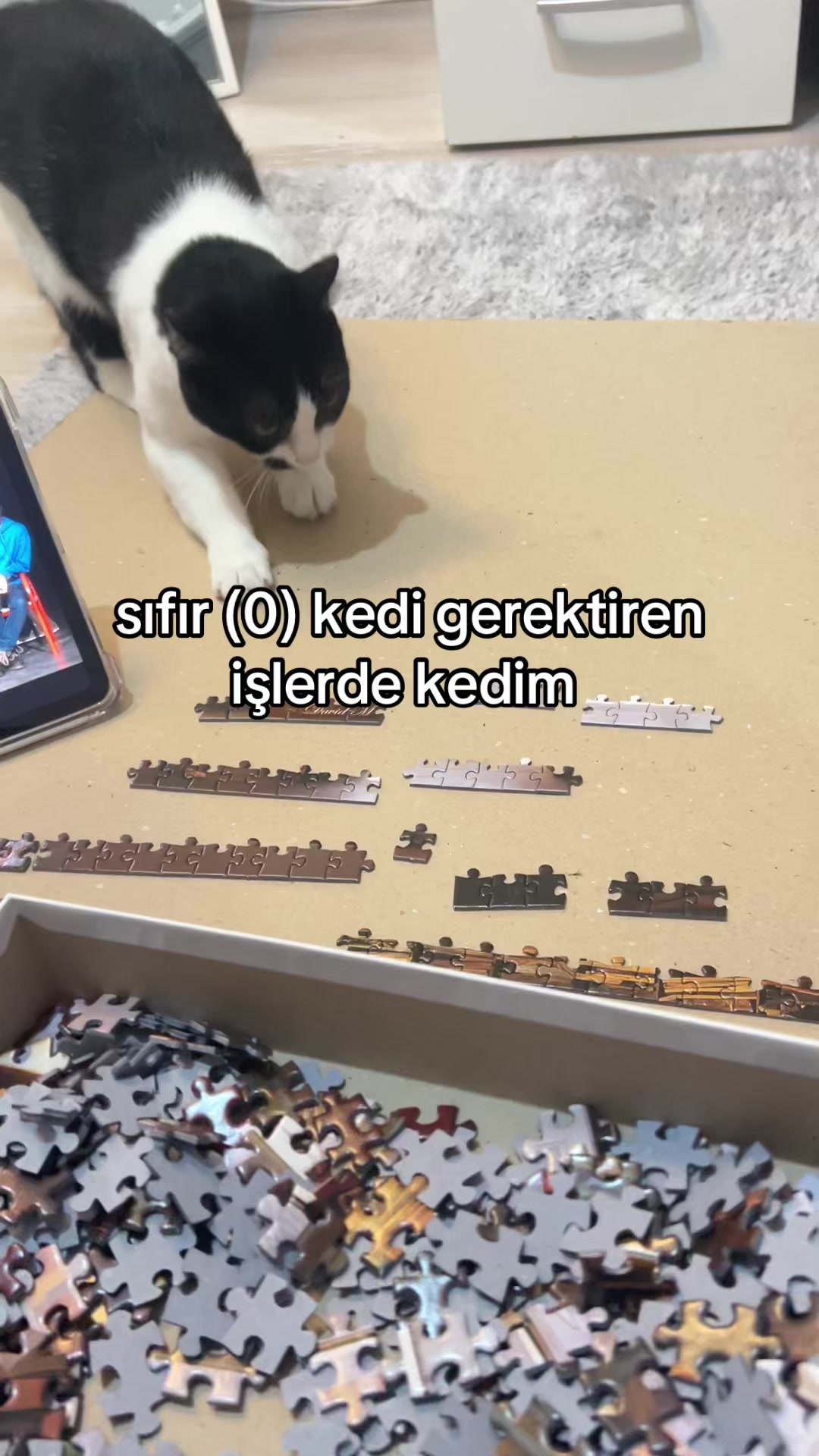 @eda ✩₊˚.⋆☾𓃠☽⋆⁺₊✧