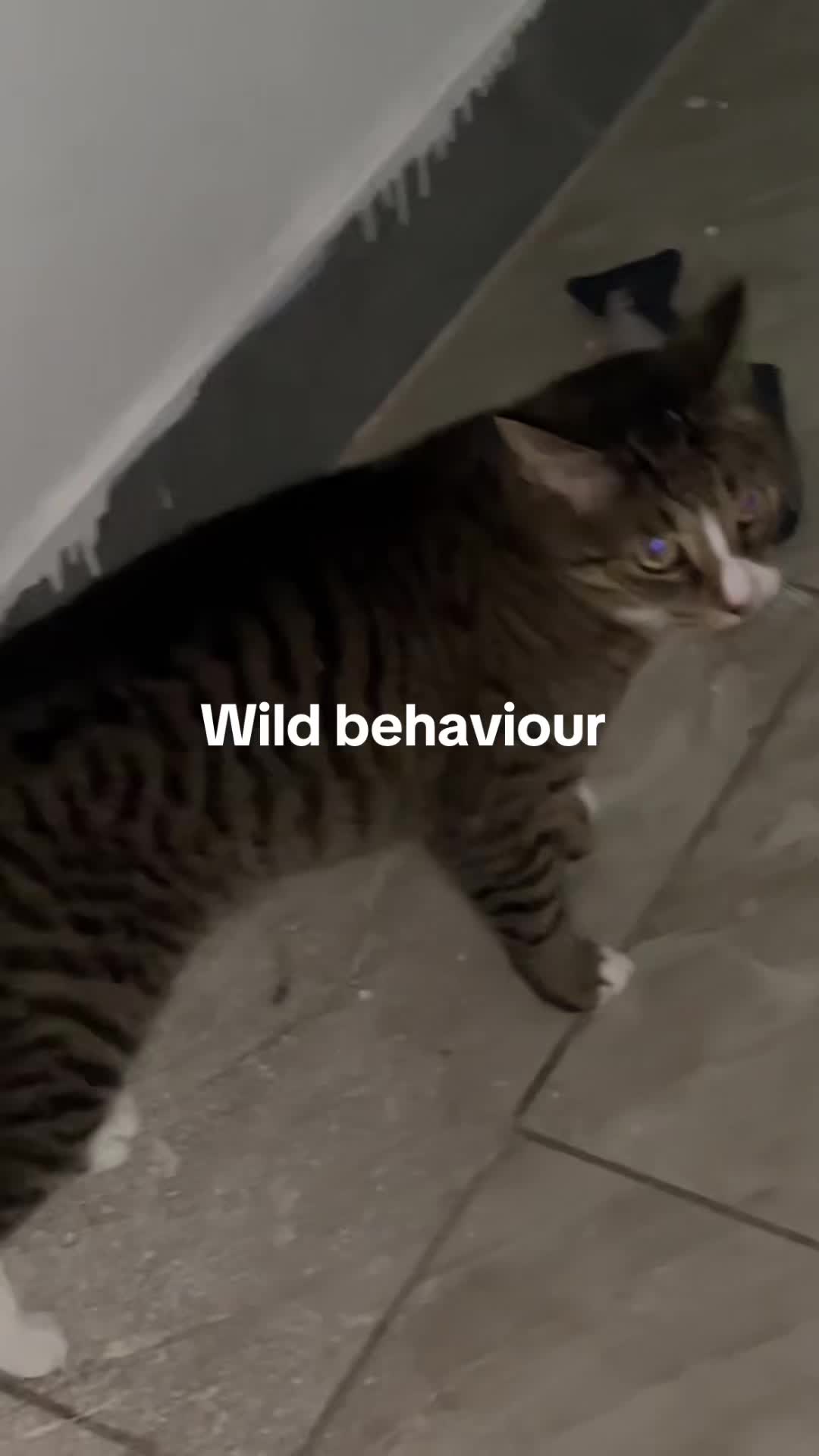 @Tiggy